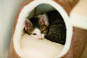 かっこいい工務店　京都府　ADACHI住建　足立住建　施工例　＃5　新築　戸建　ナチュラルモダン　内観　キャットウォーク　2