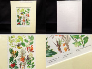 mumu　西洋アンティークショップ　ボタニカルプリント