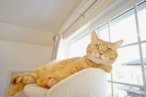かっこいい工務店　宮城　トガシホーム　建築実例　フレンチ　猫と暮らす家